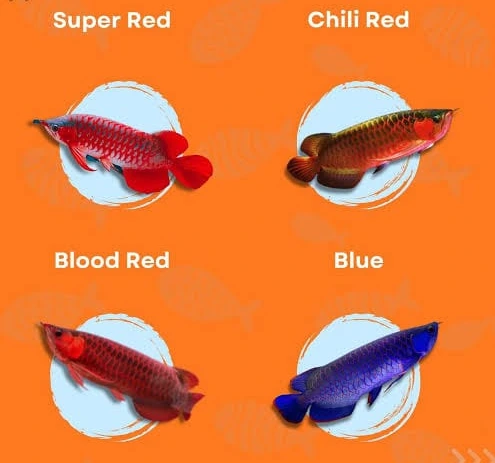 Arowana