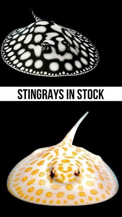 Black Diamond Stringray