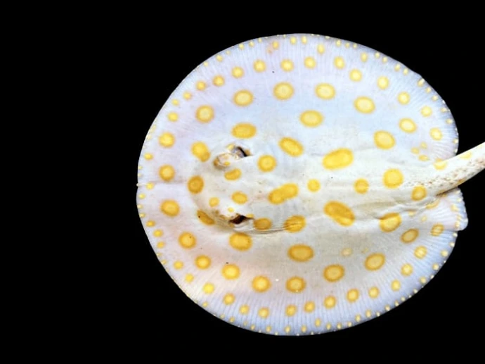 Stingray
