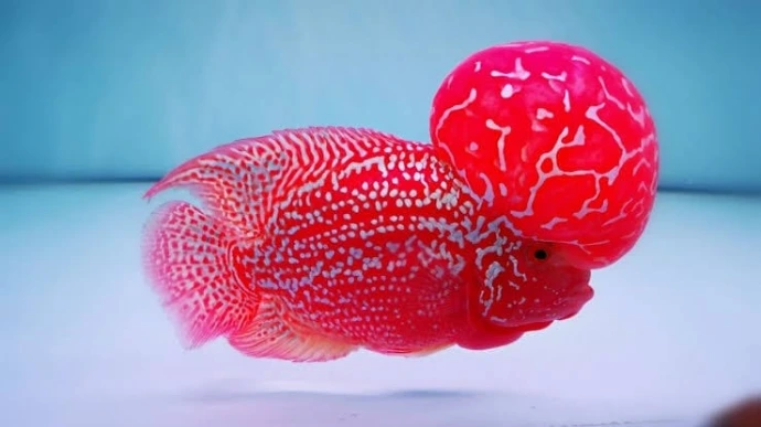 Flowerhorn